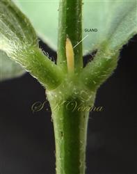 Rachis with foliar gland